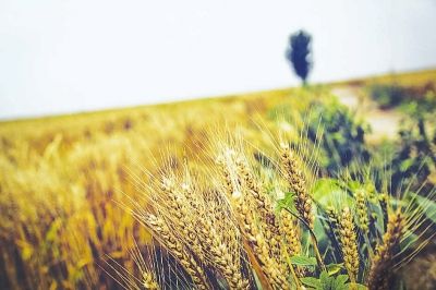 [第1182期]芒种养生,教你过