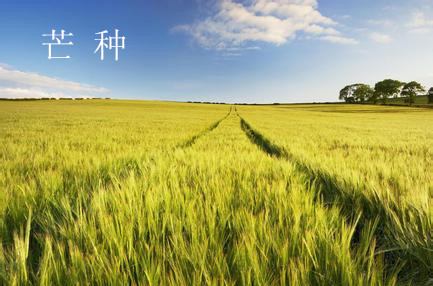 [第1048期]芒种节气教你防湿防暑防疾病