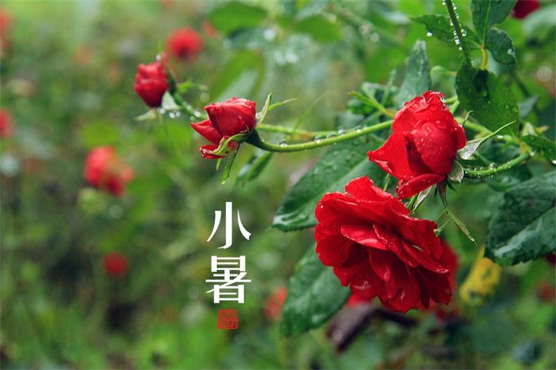 [第1059期]小暑到来,当心三大