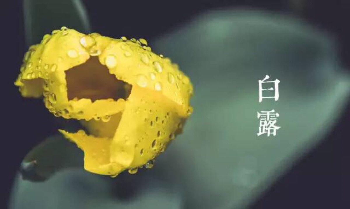 [第1083期]白露节气的养生防病重点在这里