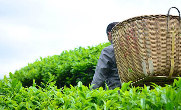 [第1158期]春茶萌动时节 追春茶前先看看这些