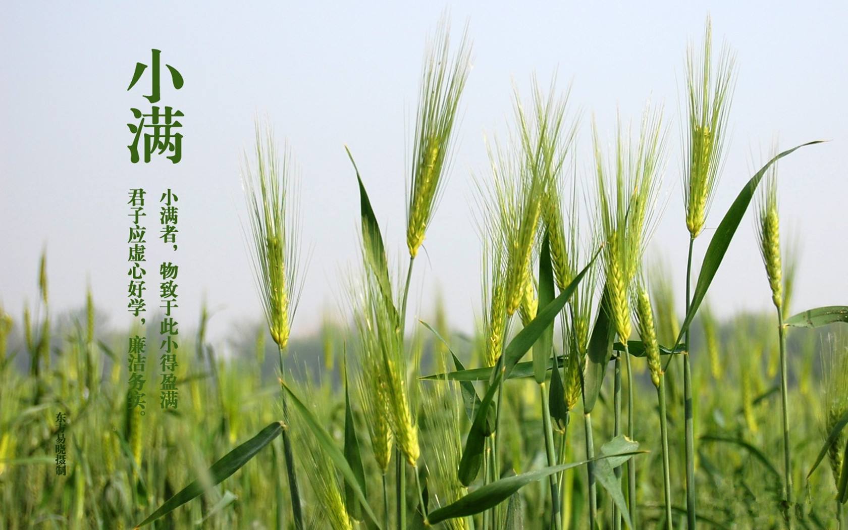 [第1176期]小满时节，养好身不苦夏