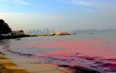 [第1186期]吃海鲜注意,慎食赤潮地区贝类海鲜